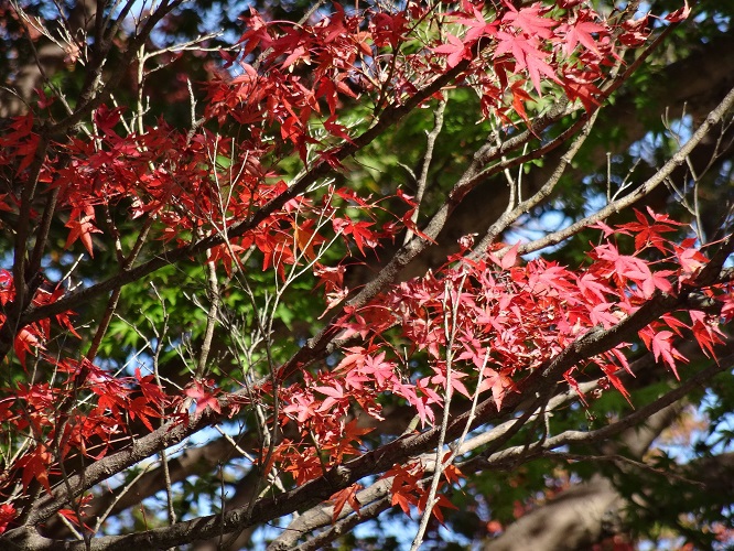 写　遊　姫路　姫路城付近　紅葉　２