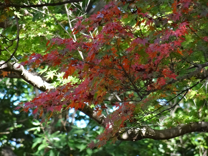 写　遊　姫路　姫路城付近　紅葉　２