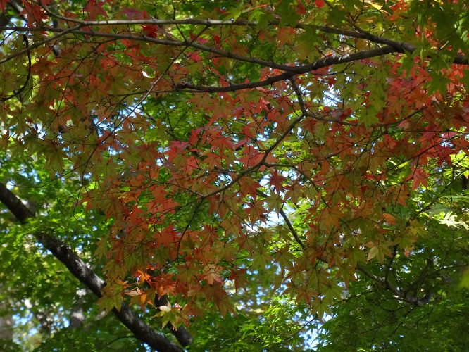写　遊　姫路　姫路城付近　紅葉　３