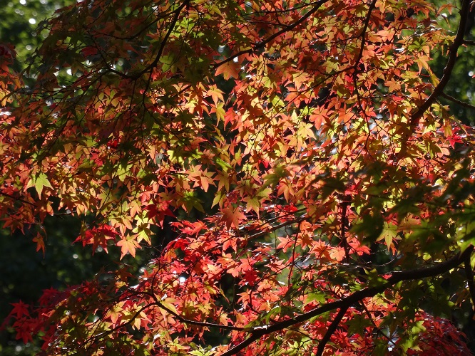 写　遊　姫路　姫路城付近　紅葉（14.11.11）　５