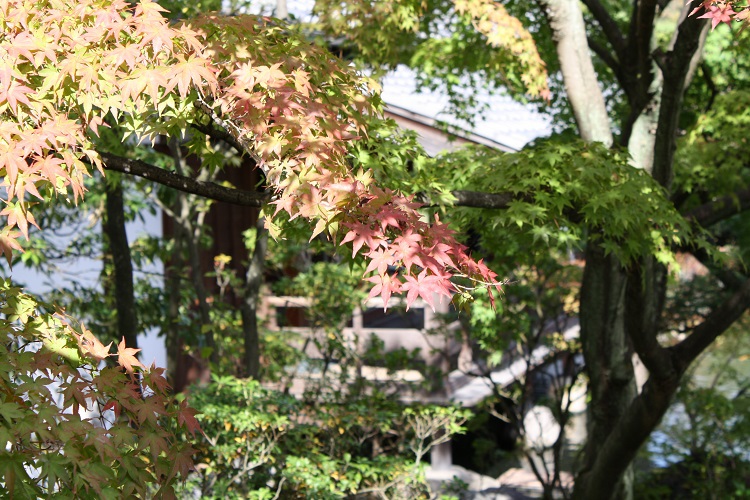 写　遊　姫路　好古園　５
