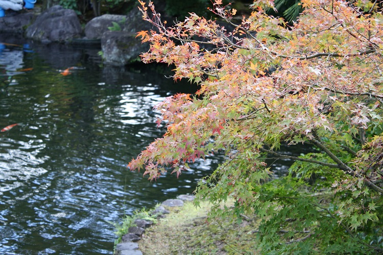 写　遊　姫路　好古園　７