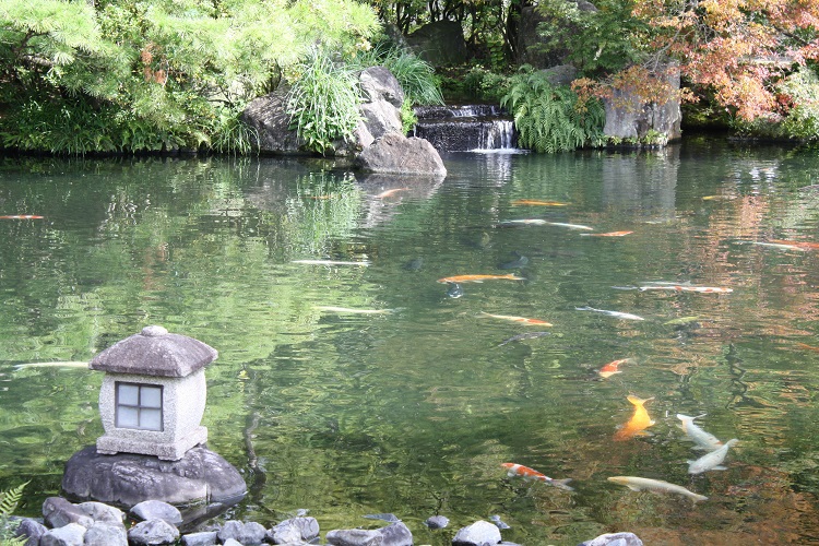 写　遊　姫路　好古園　８