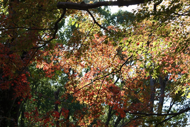 写　遊　姫路　姫路城付近　紅葉（14.11.11）　９