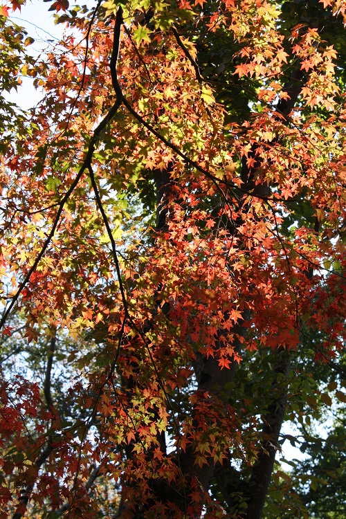 写　遊　姫路　姫路城付近　紅葉（14.11.11）　９