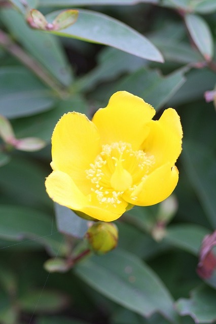 市ノ池公園の花たち　