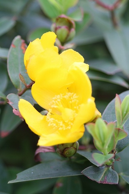 市ノ池公園の花たち　