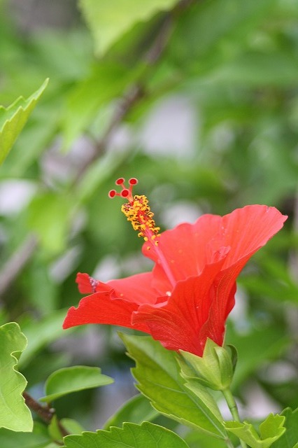 市ノ池公園の花たち　ハイビスカス