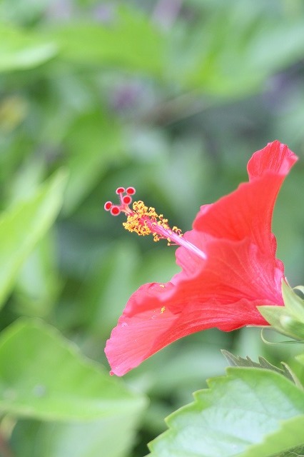 市ノ池公園の花たち　ハイビスカス