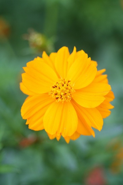 市ノ池公園の花たち　キバナコスモス