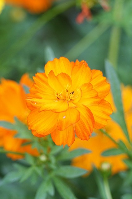 市ノ池公園の花たち　キバナコスモス