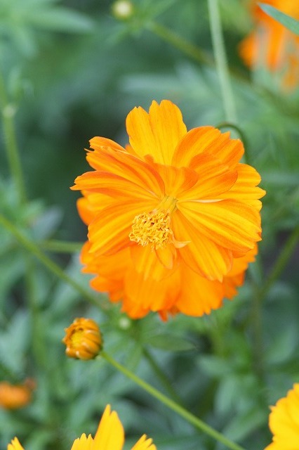 市ノ池公園の花たち　