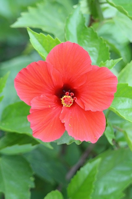 市ノ池公園の花たち　ハイビスカス