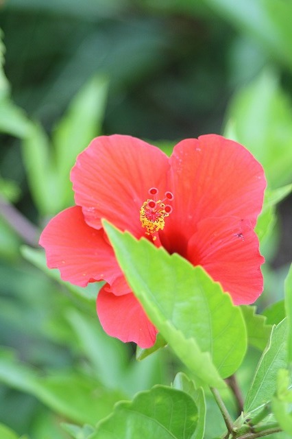 市ノ池公園の花たち　ハイビスカス
