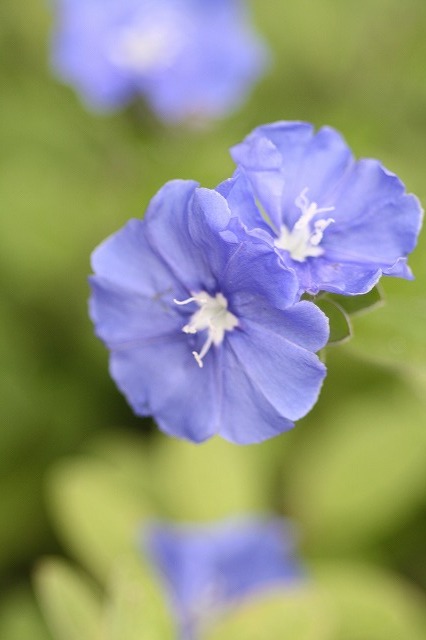 市ノ池公園の花たち　