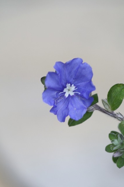 市ノ池公園の花たち　