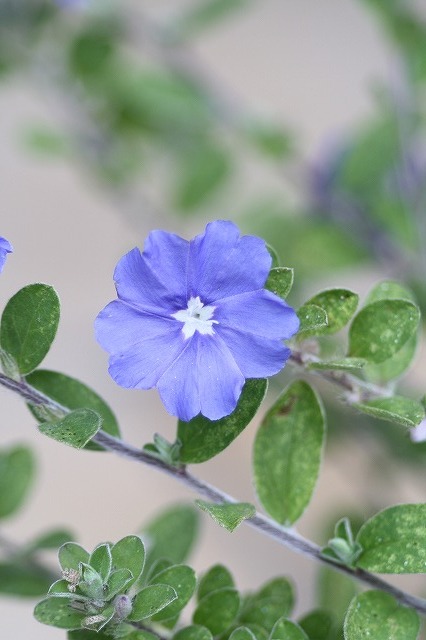 市ノ池公園の花たち　