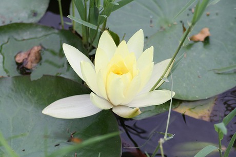 市ノ池公園の花たち　