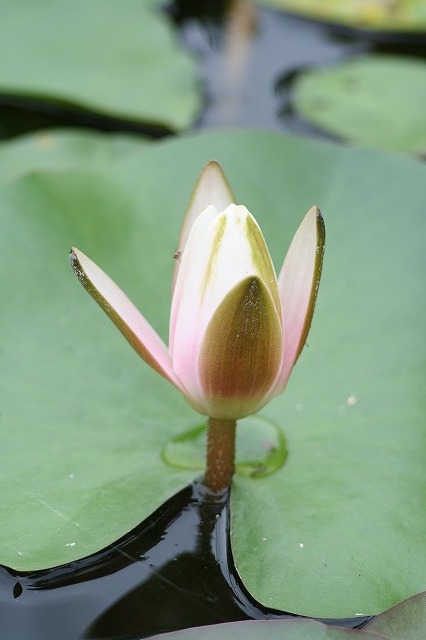 市ノ池公園の花たち　