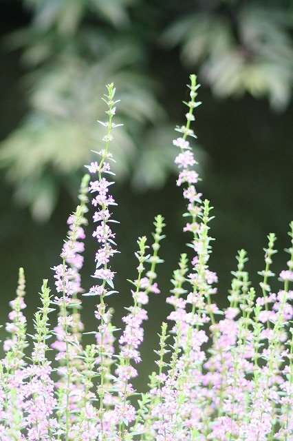 市ノ池公園の花たち　