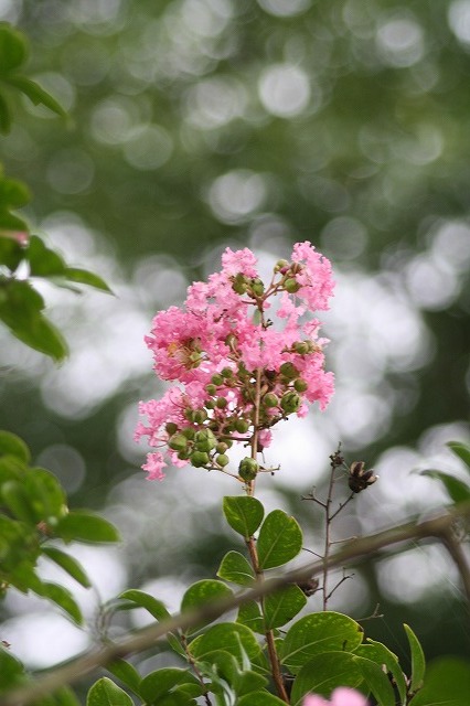 市ノ池公園の花たち　