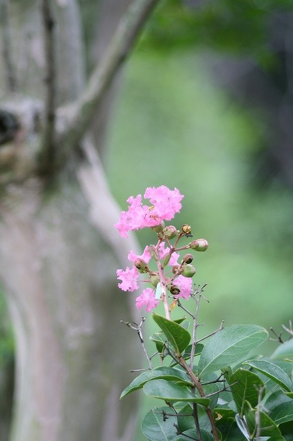市ノ池公園の花たち　