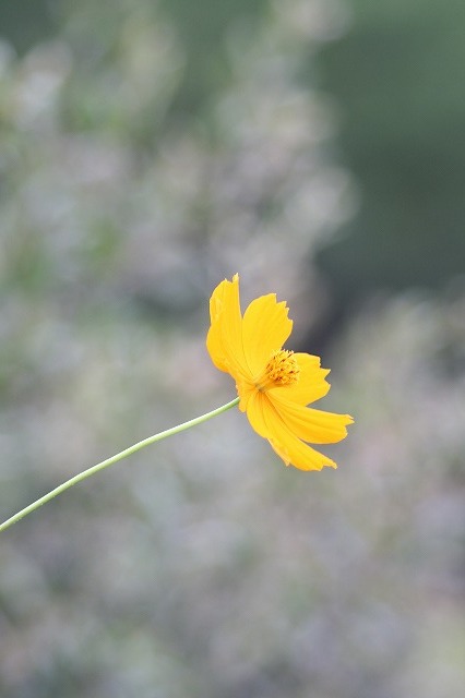 市ノ池公園の花たち　