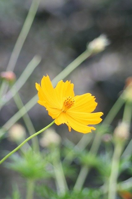 市ノ池公園の花たち　