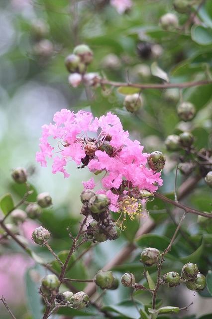 市ノ池公園の花たち　