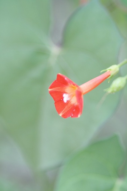 市ノ池公園の花たち　