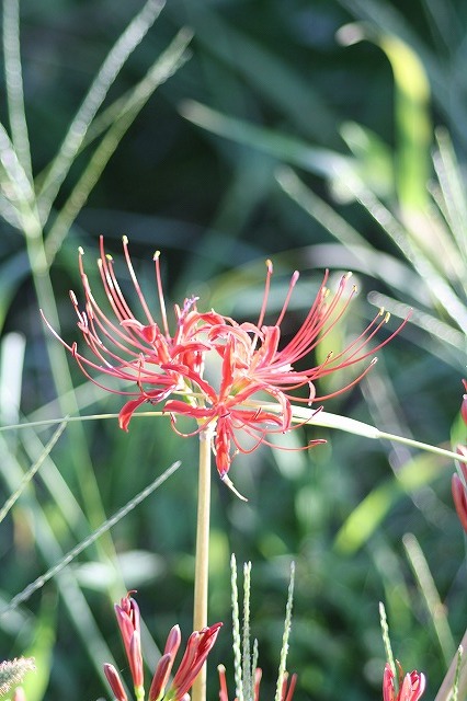散歩コースの花たち　彼岸花