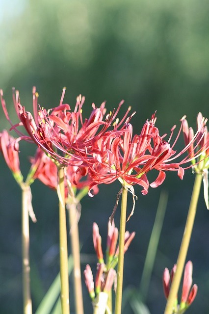 散歩コースの花たち　彼岸花