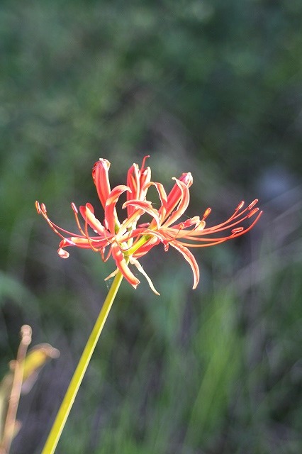 散歩コースの花たち　