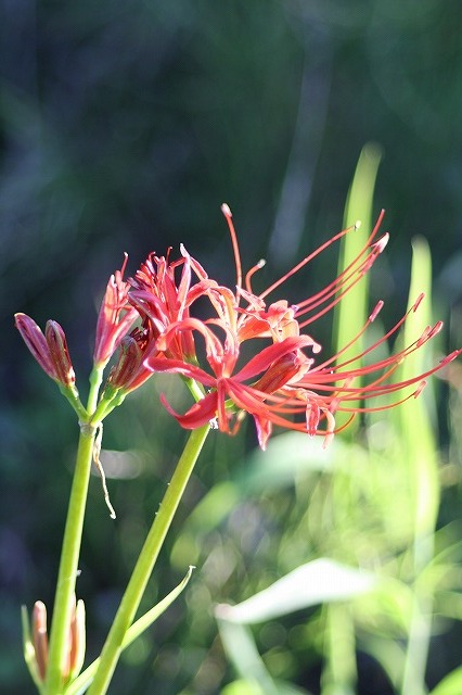 散歩コースの花たち　