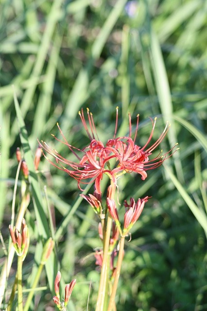 散歩コースの花たち　