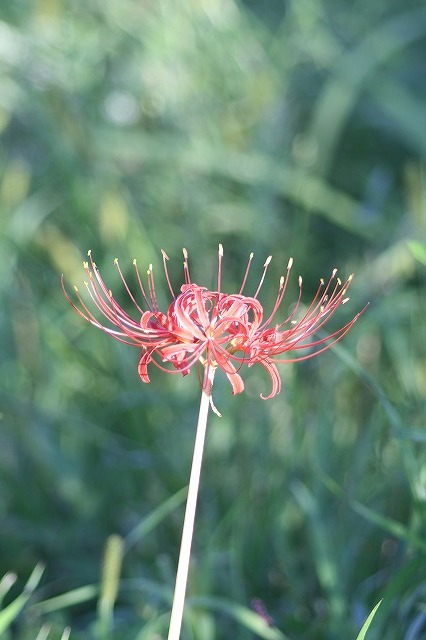 散歩コースの花たち　