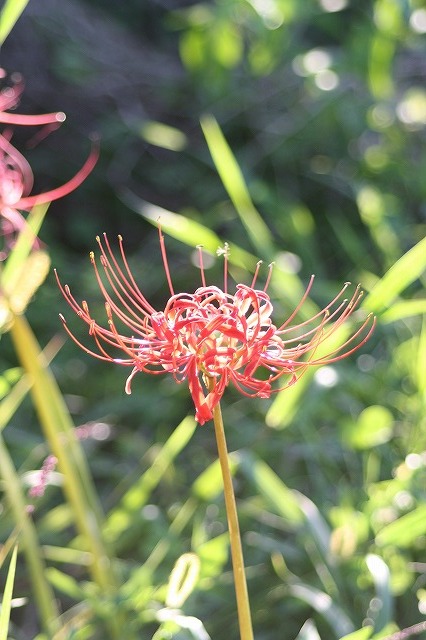 散歩コースの花たち　
