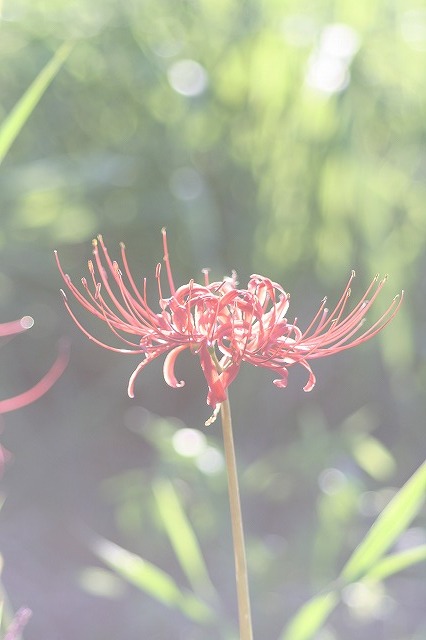 散歩コースの花たち　