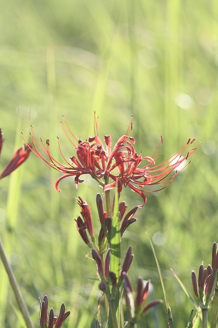 散歩コースの花たち　