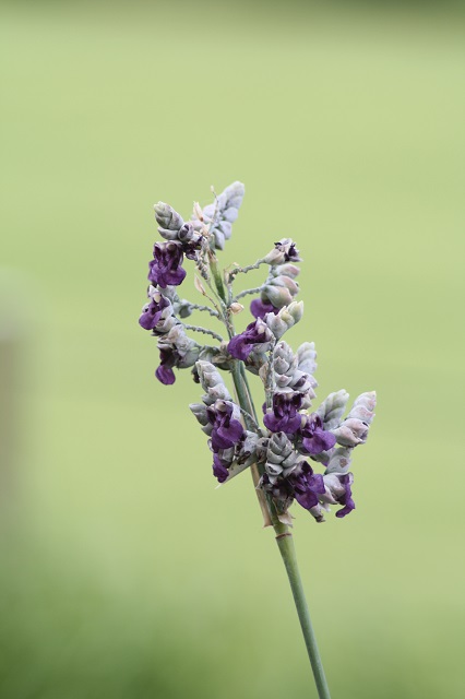 兵庫県立フラワーセンターの花たち
