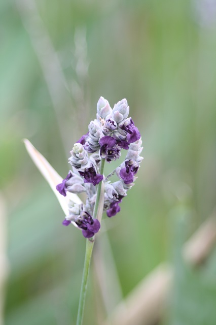 兵庫県立フラワーセンターの花たち
