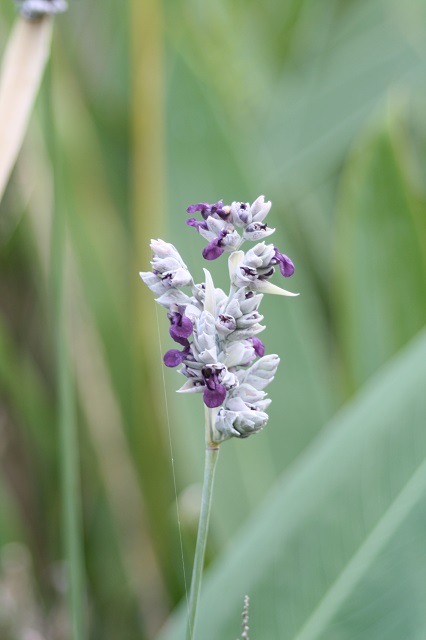 兵庫県立フラワーセンターの花たち