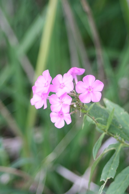 兵庫県立フラワーセンターの花たち　