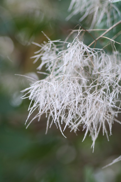 兵庫県立フラワーセンターの花たち