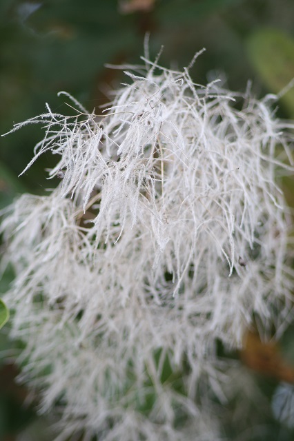兵庫県立フラワーセンターの花たち