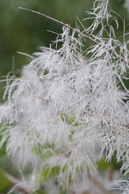 兵庫県立フラワーセンターの花たち