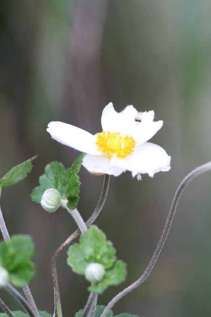 兵庫県立フラワーセンターの花たち