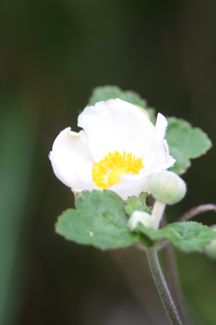兵庫県立フラワーセンターの花たち