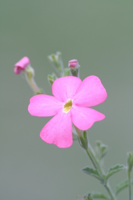 兵庫県立フラワーセンターの花たち　