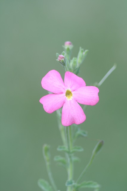 兵庫県立フラワーセンターの花たち　